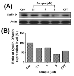 Effects of aloe emodin-O-glucoside (AEG) on expression of cyclin D in A549 cells. (A) Cells were collected at 48 h after AEG treatment and processed for western blotting analysis for cyclin D; actin was used as a loading control. Camptothecin (CPT, 2 μM) was used as a positive control. (B) The data were expressed as the percentage normalized to untreated control