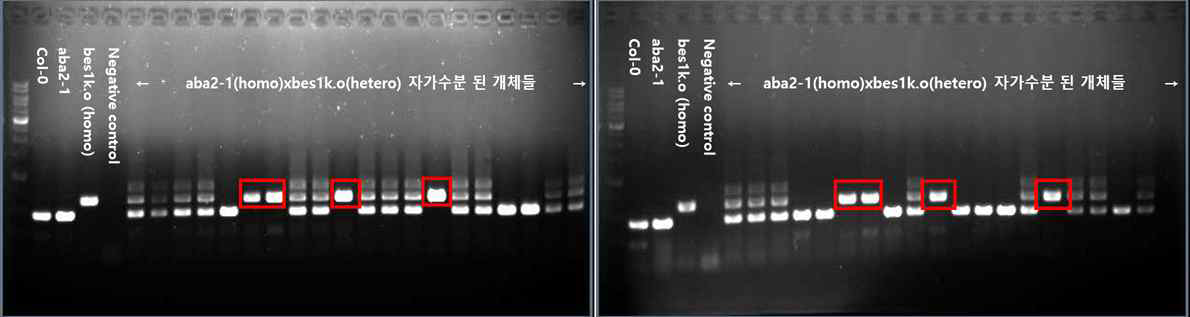 bes1-k.o. x aba2-1의 genotyping