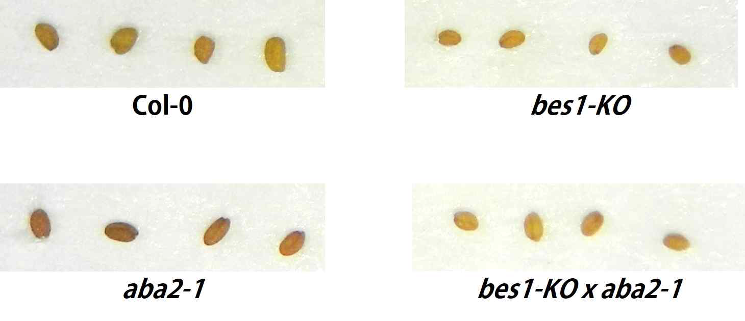 bes1-k.o. x aba2-1의 종자 표현형