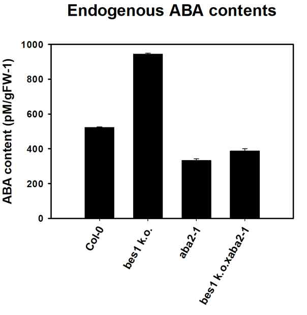 bes1-k.o.xaba2-1의 ABA 함량 변화