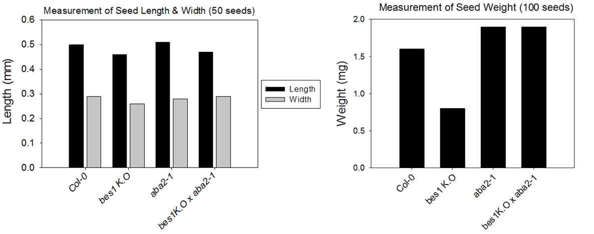 bes1-k.o. x aba2-1의 종자 길이, 너비, 그리고 무게