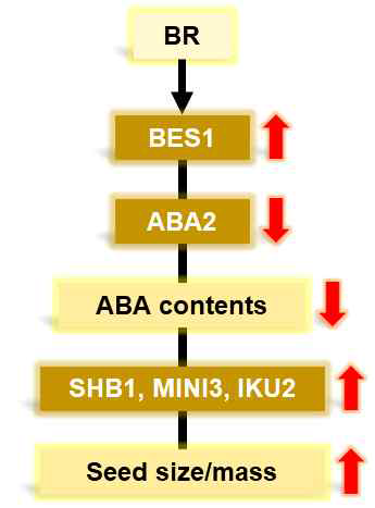 BR에 의한 seed development 조절 기작