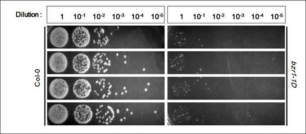 Col-0, bzr1-1D에서의 bacterial population 측정