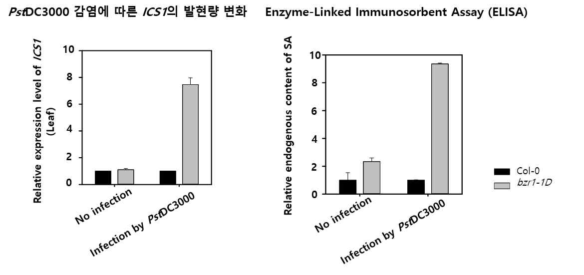 Col-0, bzr1-1D에서의 Pst DC3000 감염 시 ICS1 발현량 및 SA 함량변화