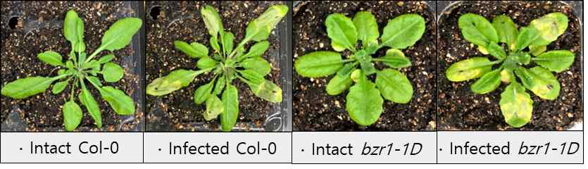 Col-0, bzr1-1D에서의 P st DC3000 감염에 따른 bacterial resistance