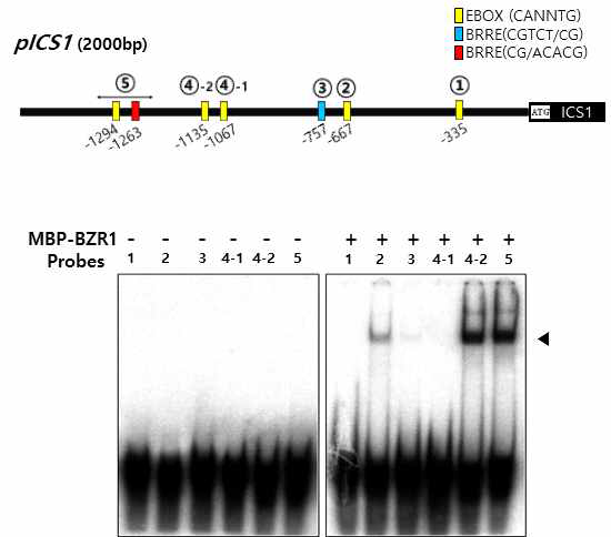 BZR1과 pICS1의 in vitro binding (EMSA)