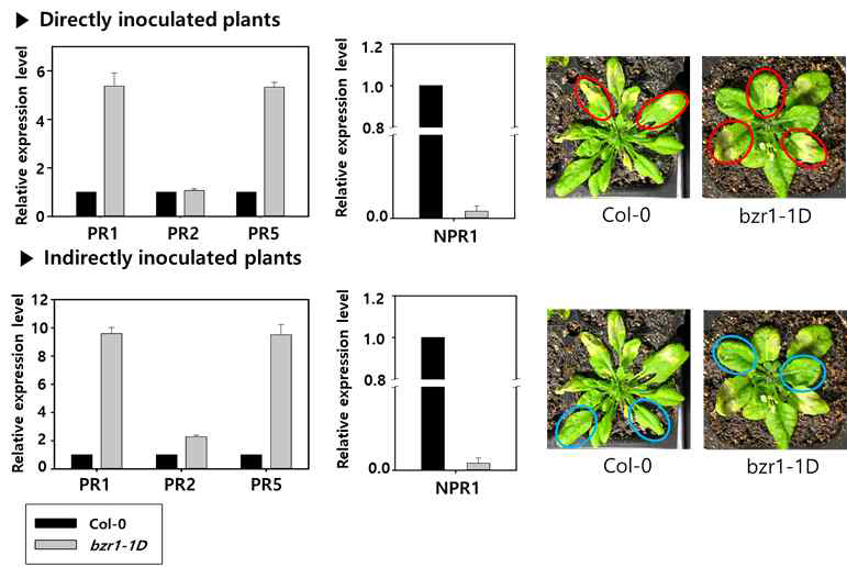 Col-0, bzr1-1D에서 P st DC3000 감염 상황에서의 PR genes와 NPR1의 발현량 변화