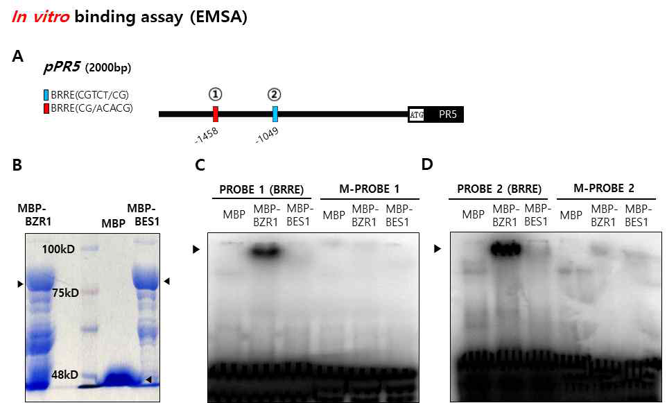 BZR1과 pPR5의 in vitro binding (EMSA)