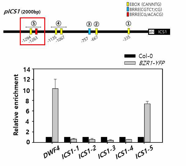 BZR1과 pICS1의 in vivo binding (ChIP)