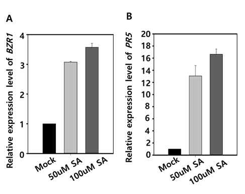 SA 처리 시에 BZR1, PR5의 발현량 변화