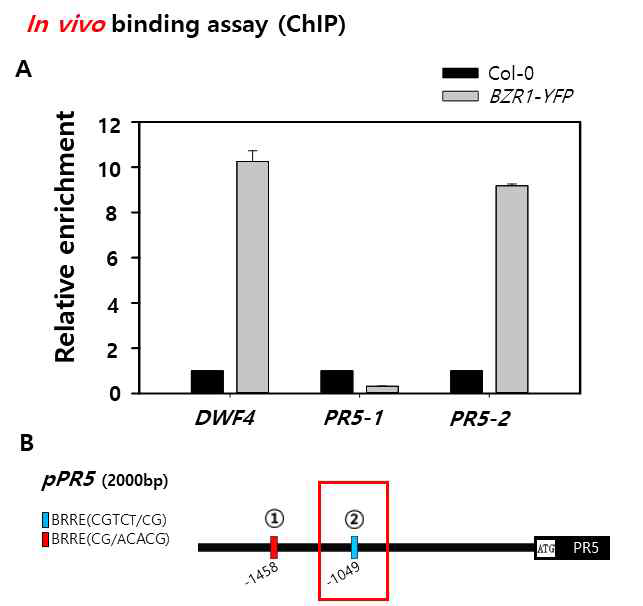 BZR1과 pPR5의 in vivo binding (ChIP)