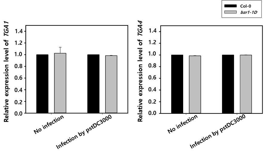 Col-0와 bzr1-1D에서 TGAs의 발현량