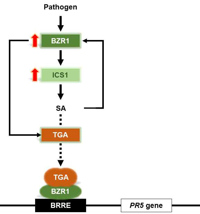 BZR1에 의해 매개되는 SA의 생합성 및 신호 전달 조절 기작