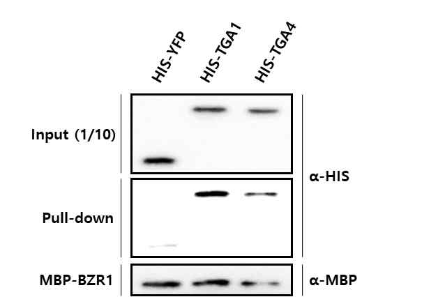 TGAs와 BZR1의 결합 (in vitro pull-down assay)