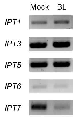 BL 처리 후 IPTs 발현량