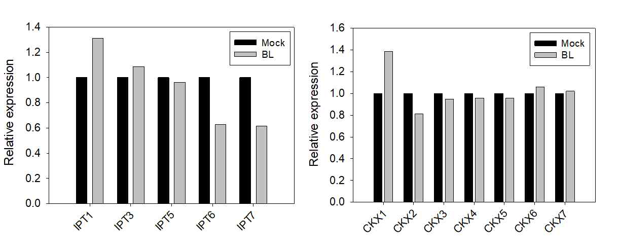 BL 처리 후 IPTs, CKXs 발현량
