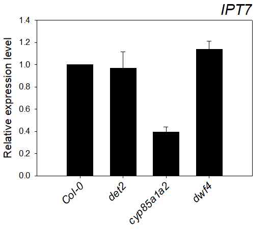 BR 결핍 돌연변이 (det2, cyp85a1a2, dwf4)에서의 IPT7의 발현량