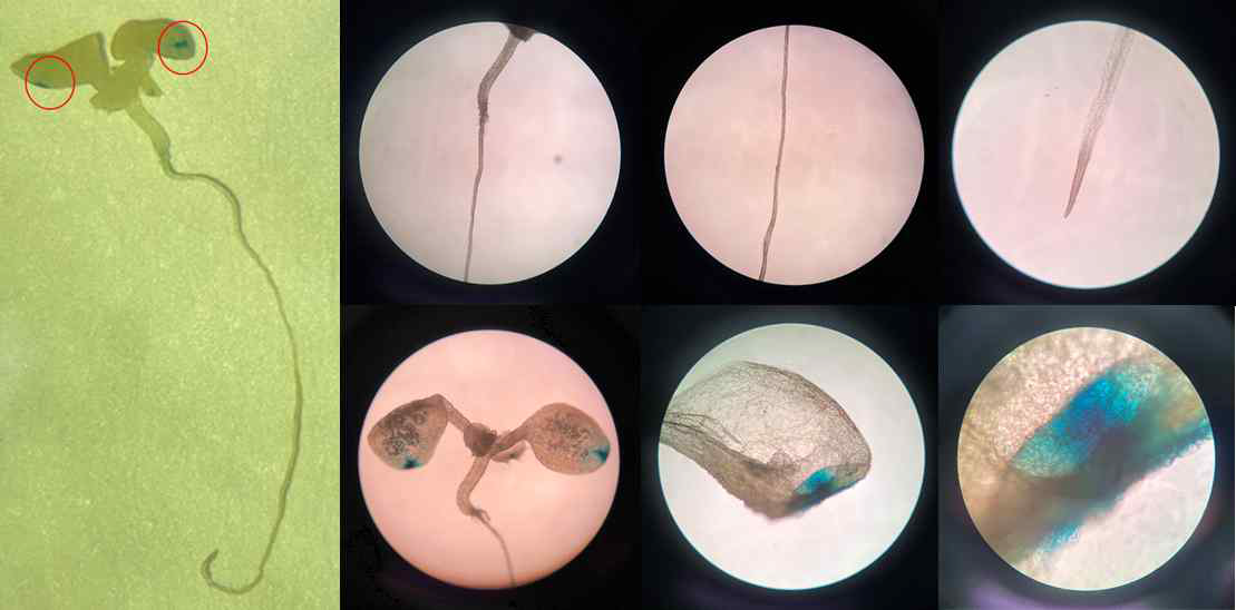 pIPT7-GUS::Col-0의 GUS-staining