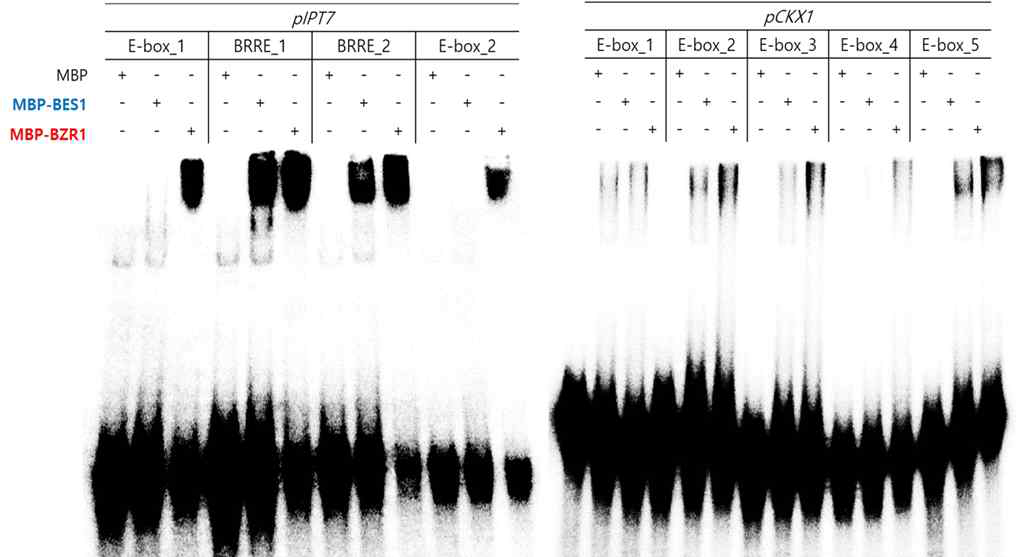 BR 전사인자와 pIPT7, pCKX1과의 in vitro binding (EMSA)