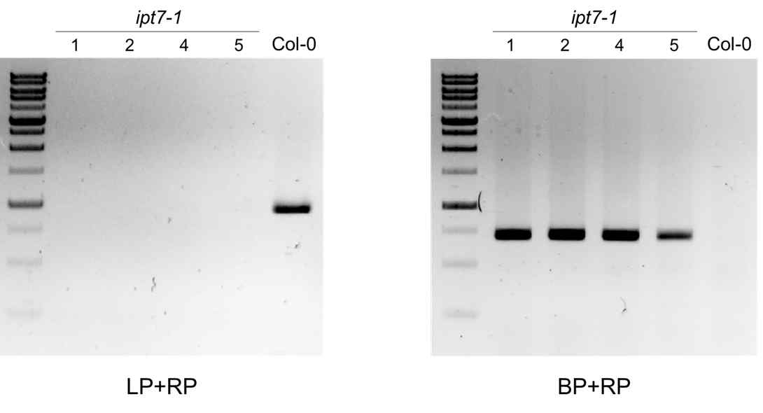 ipt7-1의 genotyping