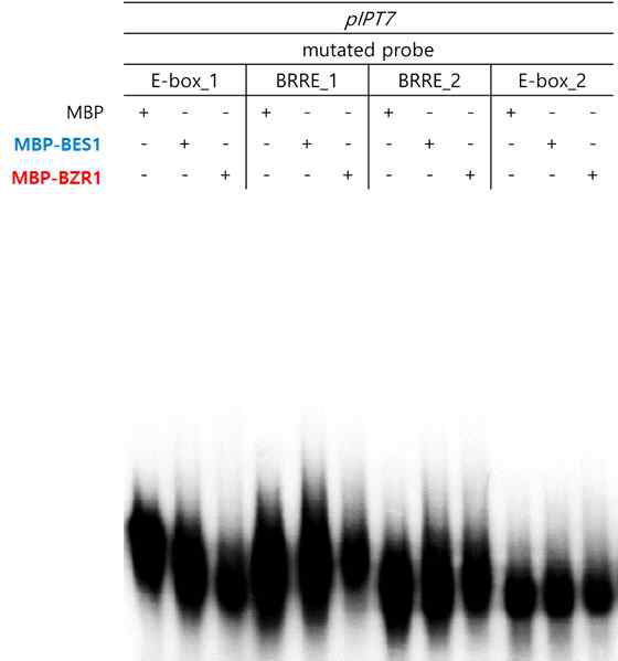 BR 전사인자와 pIPT7와의 in vitro binding (mutated probe)