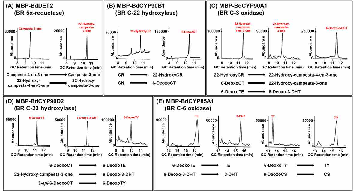 in vitro enzyme assay로 확인한 BR 생합성 효소 기능