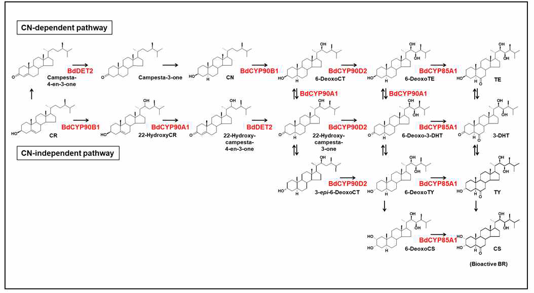 규명된 Brachypodium distachyon 내 BR 생합성 과정 및 효소 기능