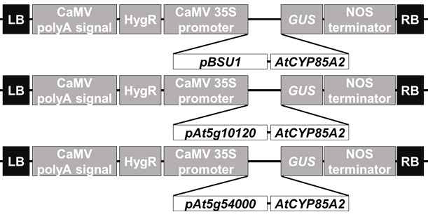 종자 특이적 AtCYP 85A2 발현 construct 모식도
