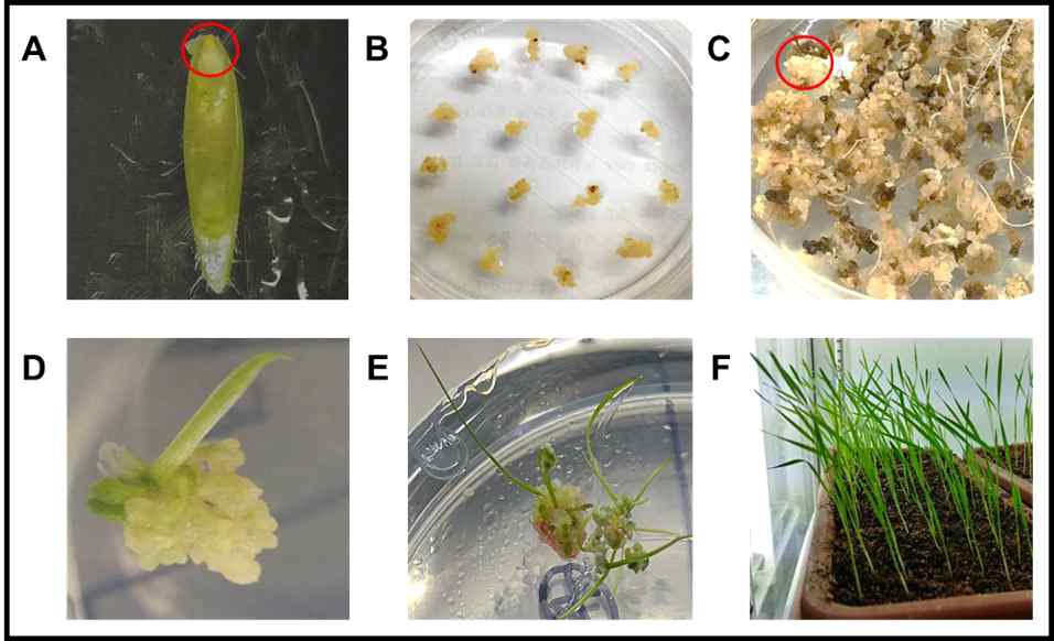 Brachypodium 형질전환 과정