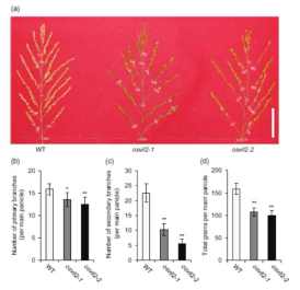 osvil2 변이체와 야생형(WT)의 이삭 표현형 비교.