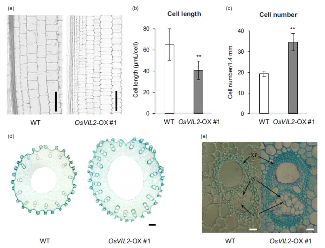 OsVIL2 과발현체의 줄기 표현형