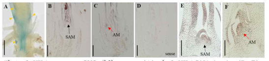 OsVIL2 promoter GUS 발현 pattern (A) 및 OsVIL2 RNA in situ (B-F)