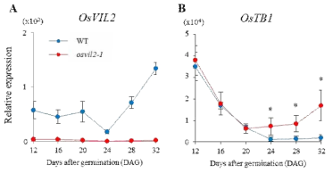 OsVIL2 돌연변이에서 tiller outgrow의 repressor인 OsTB1 발현이 유지됨