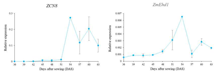 발달 시기별 ZmEhd1 및 옥수수 florigen ZCN8 발현 양상