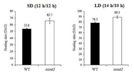 OsSUT2 변이체의 개화시기 변화