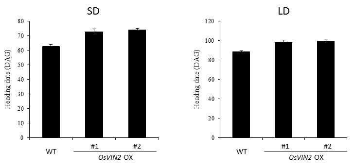 OsVIN2 변이체의 개화시기 변화