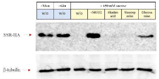 Sucrose signaling inhibitor 처리 후 SSR 단백질 분해 기작