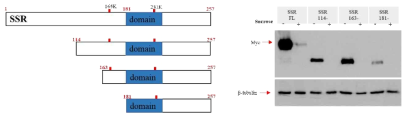 SSR 단백질에서 설탕에 의해 반응하는 부위 분석