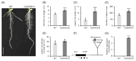 뿌리발달이 촉진된 OsZHD2 activation tagging line