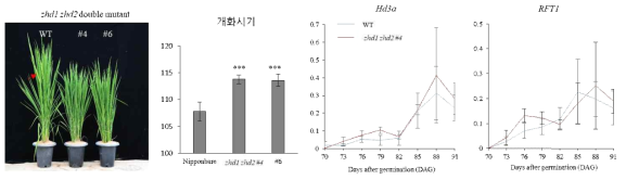 oszhd1 oszhd2 double mutant 개화 표현형