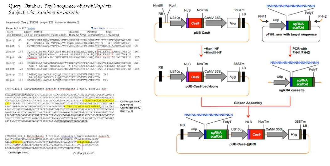 산국의 PhyB 유전자 서열 분석 및 사용한 CRISPR/Cas9 시스템 벡터제작