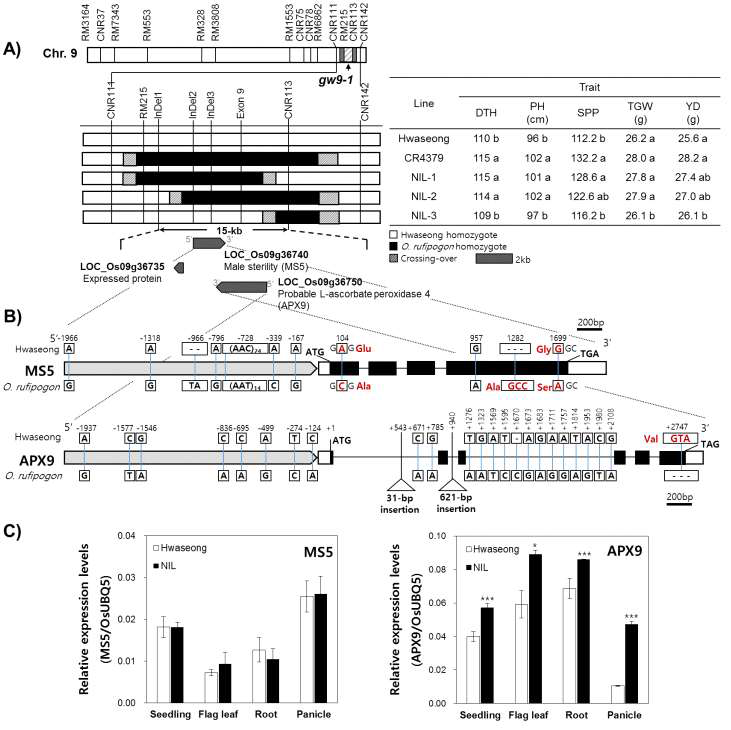 QTL cluster 고밀도지도 작성과 후보유전자 발현분석 A) 근동질계통 이용 APX9의 substitution mapping. B) 두 후보유전자의 염기서열 비교. c) 두 후보유전자 (MS5, APX9) 발현분석. APX9은 유묘, 어린 이삭 등 조직에서 QTL-NIL과 화성벼 간에 차이를 보임