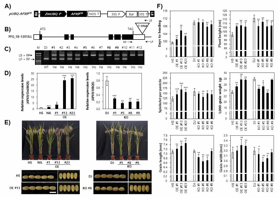 Analysis of transgenic plants and evaluation of agronomic traits. (A) pUBQ-APX9OR over-expression vector. ZmUBQ P, maize ubiquitin constitutive promoter; NOS T, nopaline synthase terminator; 35S P, cauliflower mosaic virus 35S promoter; Bar, selectable marker; 35S T, cauliflower mosaic virus 35S terminator; LB, left border; RB, right border. (B) Structure PFG_1B-12018.L T-DNA mutant. The white boxes are 5’ and 3’ UTR region, black boxes and lines between black boxes indicate exons and introns, respectively. (C) PCR products from Dongjin (DJ) and 12 T1 plants amplified with the LP and RP (gene-specific primers), LB (border primer) primers (Ho; homozygote, He; heterozygote). (D) qRT-PCR expression levels in leaves of Hwaesong (HS), CR4379 and over-expression (OE) lines, Dongjin and T-DNA knock-out (KO) mutants. The OsUBQ5 was used as a control. (E) Image of plant height and grain shape of Hwaseong, QTL-NIL and OE lines, Dongjin and KO lines. Scale bar = 5 mm. (F) Comparison of DTH, PH, SPP, TGW, GL and GW between WT and each transgenic line. Asterisk indicates statistical significance by Student’s t-test (*, P < 0.05, ** P < 0.01)