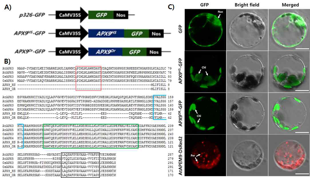 (A) Schematic display of p326-GFP vector in the APX9 gene. CaMV35S, cauliflower mosaic virus 35S promoter; GFP, green florescence protein; Nos, nopaline synthase terminator. (B) Alignment of peroxisomal APX in Arabidopsis and rice. The active and heme-binding sites are red and blue box respectively. The green box is peroxidase motif in APX family. The black box is a transmembrane domain where the peroxisomal targeting sequence in C-terminal is located. (C) Subcellular localization of the APX9HS and APX9OR protein by GFP assays. 35S-APX9HS-GFP and 35S-APX9OR-GFP plasmid were transformed into rice protoplasts by PEG mediated in filtration. 35S-Fluorescence signals were visualized using confocal laser scanning microscopy. 35S-AtAPEM9-DsRed2:red fluorescence signals from the peroxisome marker, Merged:merged images of GFP and bright field. Scalebar=10μm