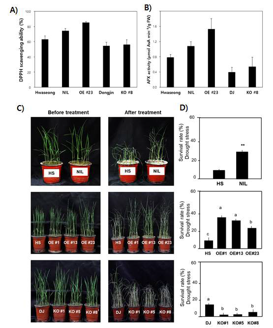 Measurement of antioxidant activity among Hwaseong, QTL-NIL, Dongin and transgenic lines. (A) DPPH radical scavenging ability (%). (B) APX activity assay of Hwaseong, NIL, Dongin and transgenic plants. (C-D) Expression levels of APX9 under abiotic stresses. (C) Photograph of WT and transgenic lines before and after 6 days of the drought stress treatment to 10-days old seedlings. (D) Survival rates of WT and transgenic lines after drought stress treatment (%)