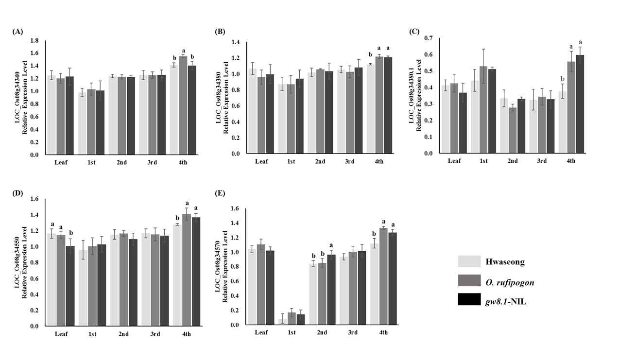 Gene expression levels of candidate genes among 3 lines at different stages. a LOC_Os08g34340, b, c LOC_Os08g34380, d LOC_Os08g34550, e LOC_Os08g34570. 1st: 1st stage (23 days before heading), 2nd: 2nd stage (15 days before heading), 3rd: 3rd stage (5 days before heading), and 4th: 4th stage (5 days after heading). *Numbers followed by the same letter above bar per sample are not significantly different at P < 0.05