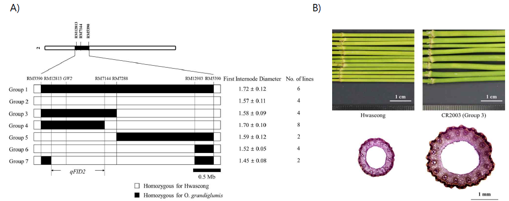 (A) Substitution mapping of qFID2 using F4 population; (B) Comparison of first internode thickness in Hwaseong and qFID2-NIL (CR2003)