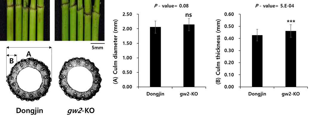 Comparison of first internode and internode cell layer between Dongjin and gw2-knockout (gw2-KO) mutant. *Student’s t-test was conducted. ns: not significant, *** P < 0.001