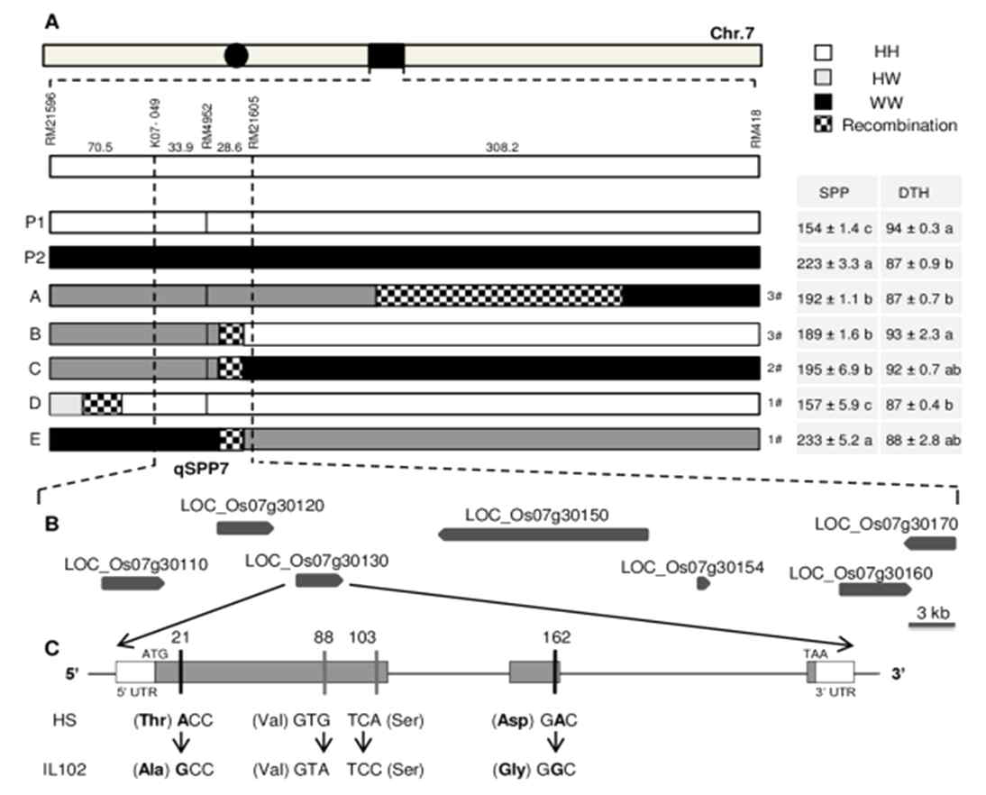 Substitution mapping of QTL for SPP on chromosome 7