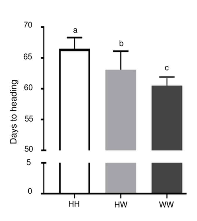 Statistical analysis for three genotypes on Edh1 allele of 62 BC6F2 plants. Means with the different letter are significantly different from each other (P ＜ 0.05 ANOVA followed by Tukey test). Error lines represent ± standard deviation of the mean, (HH) Hwaseong type, (HW) heterozygous, and (WW) IL102 type